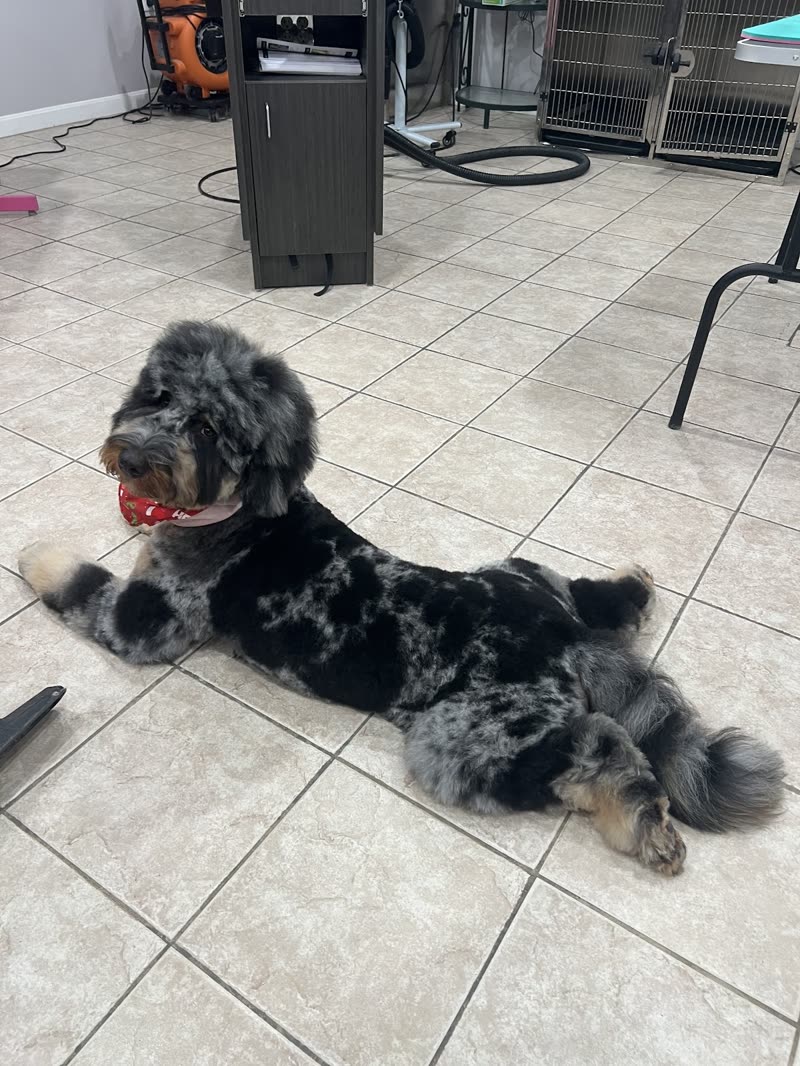 Merle doodle in a red bandana on the tiled floor of the grooming room, kennels and equipment behind