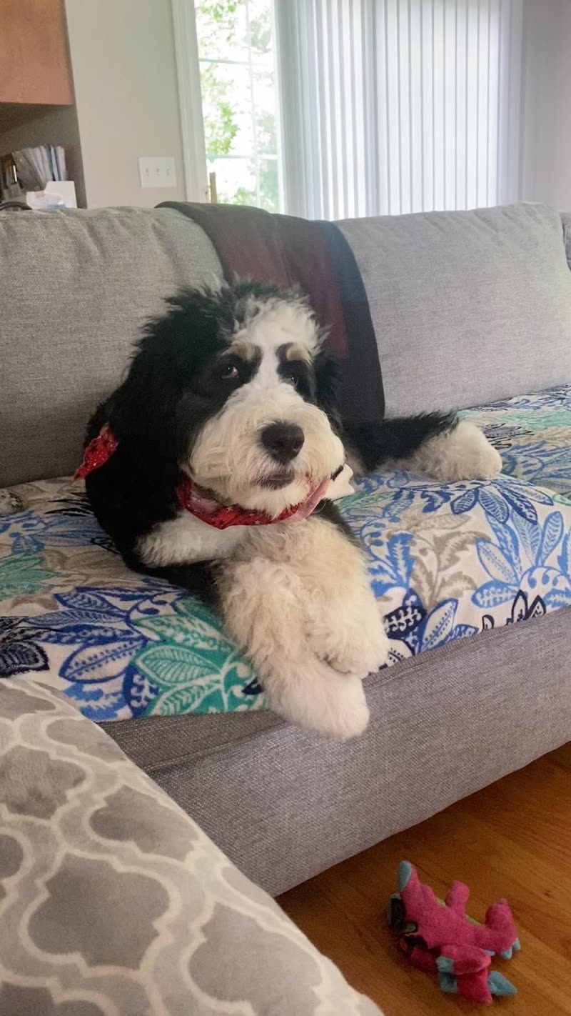 Black-and-white bernedoodle in a red bandana resting on a sofa by a window after a groom