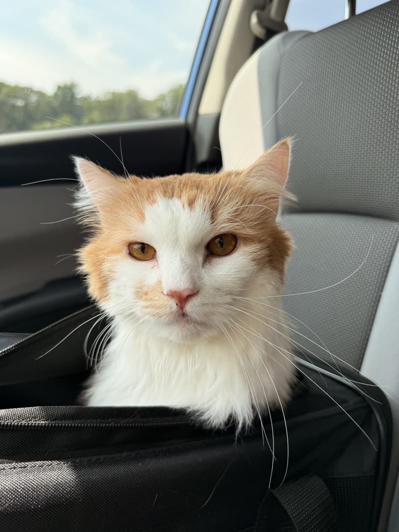 Long-haired ginger-and-white cat settled in a soft carrier after grooming