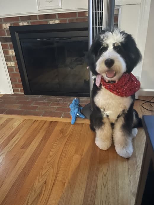 Freshly groomed bernedoodle in a red bandana sitting by a fireplace