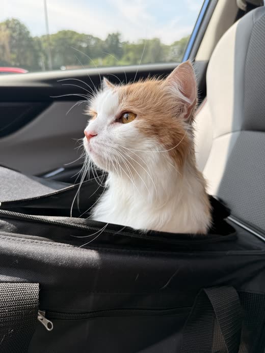 Ginger-and-white long-haired cat with a neatly groomed ruff