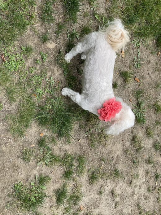 Close-shaved white poodle rolling on the grass in a coral flower collar