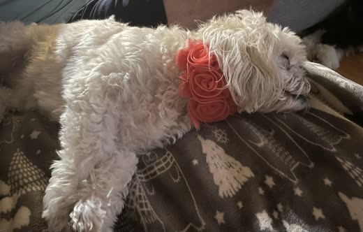 Small white curly dog wearing a large coral flower collar after a trim