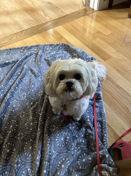 Groomed white Shih Tzu sitting on a blue patterned bed
